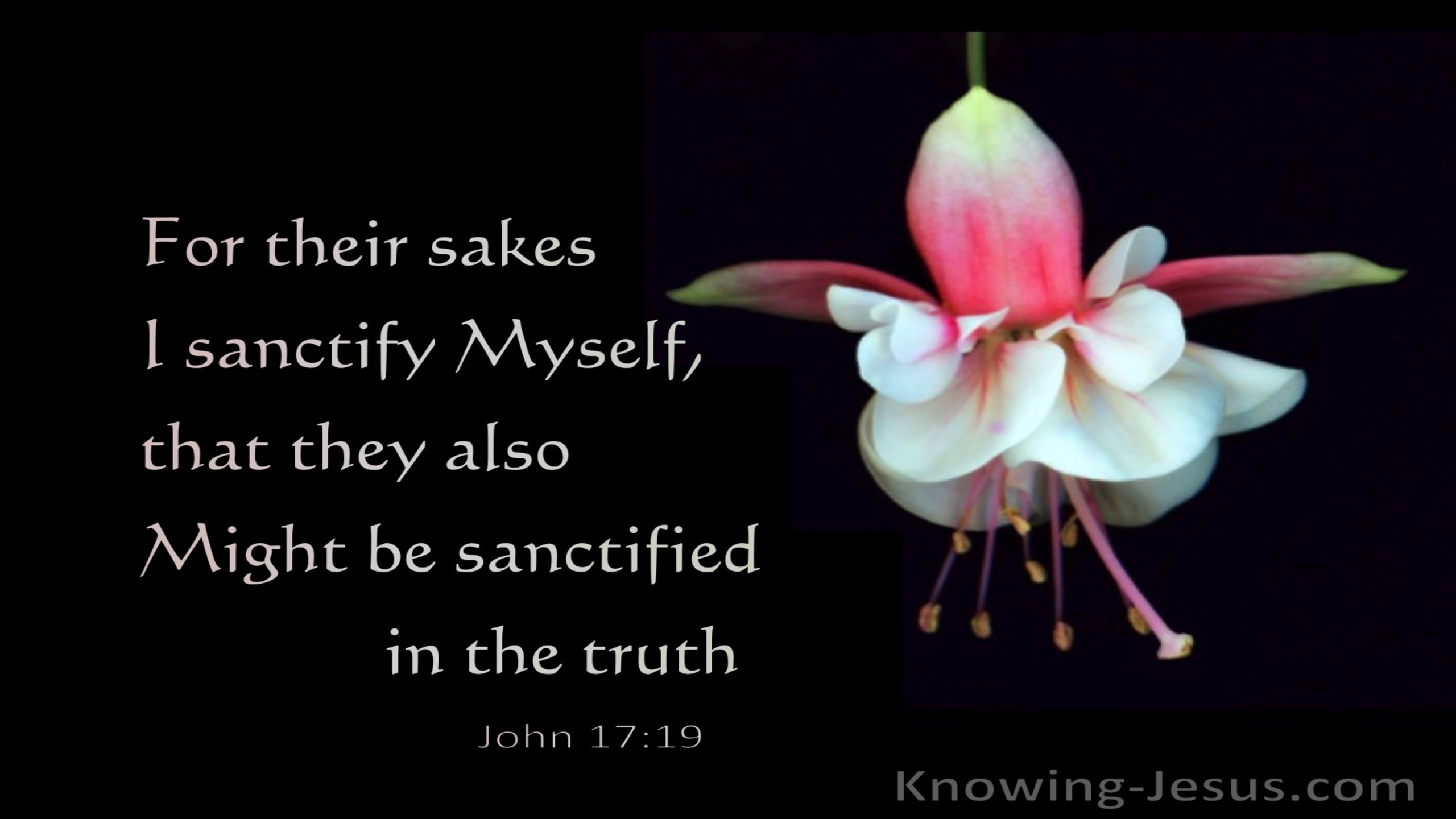 1 John 17:19 True Consecration (devotional)11:15 (pink)